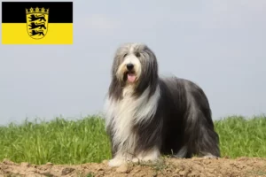 Read more about the article Bearded Collie crescători și căței în Baden-Württemberg