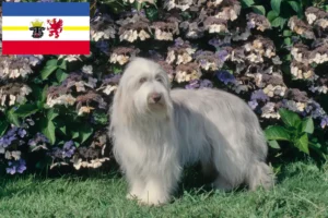 Read more about the article Bearded Collie crescători și căței în Mecklenburg-Vorpommern