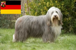 Read more about the article Bearded Collie crescători și căței în Renania-Palatinat