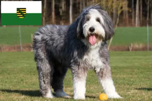 Read more about the article Bearded Collie crescători și căței în Saxonia