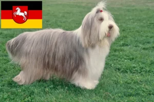 Read more about the article Bearded Collie crescători și căței în Saxonia Inferioară