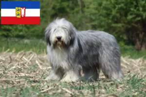 Read more about the article Bearded Collie crescători și căței în Schleswig-Holstein