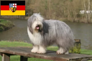 Read more about the article Bearded Collie crescători și căței în Saarland