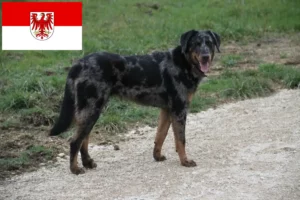 Read more about the article Beauceron crescători și căței în Brandenburg