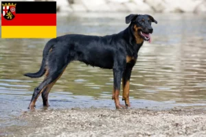 Read more about the article Beauceron crescători și căței în Renania-Palatinat