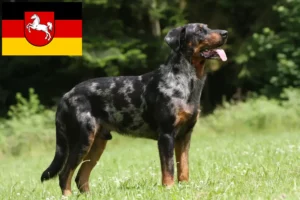 Read more about the article Beauceron crescători și căței în Saxonia Inferioară