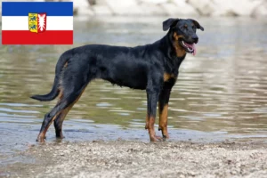 Read more about the article Beauceron crescători și căței în Schleswig-Holstein