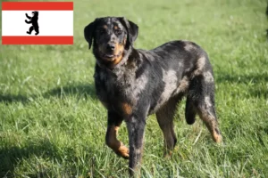 Read more about the article Beauceron crescători și căței în Berlin