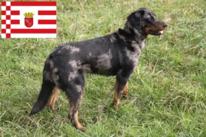 Read more about the article Beauceron crescători și căței în Bremen