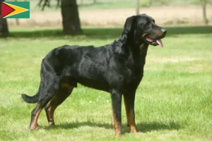 Read more about the article Beauceron crescători și căței în Guyana