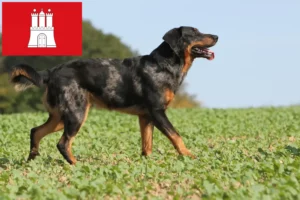 Read more about the article Beauceron crescători și căței în Hamburg