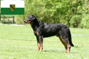 Read more about the article Beauceron crescători și căței în Saxonia