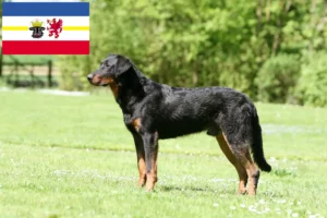 Read more about the article Beauceron crescători și căței în Mecklenburg-Vorpommern