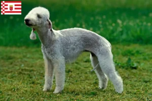 Read more about the article Bedlington Terrier crescători și căței în Bremen