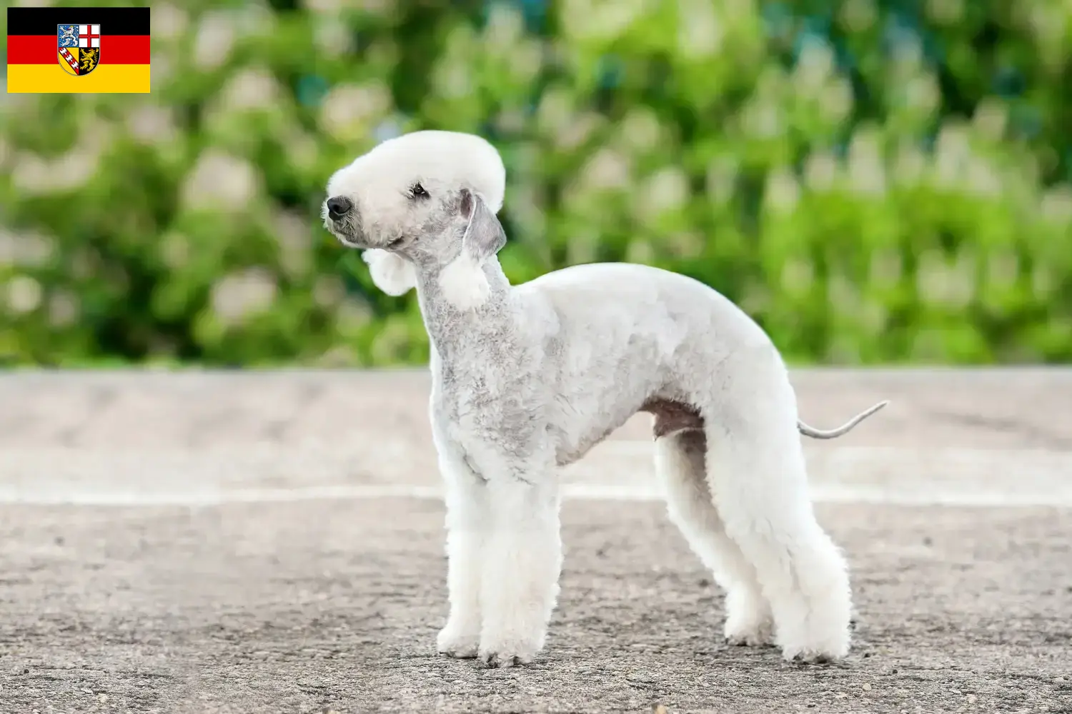 Read more about the article Bedlington Terrier crescători și căței în Saarland