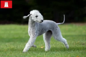 Read more about the article Bedlington Terrier crescători și căței în Hamburg