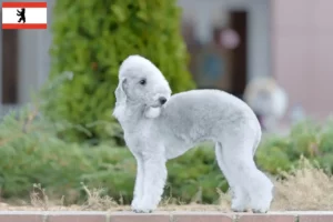 Read more about the article Bedlington Terrier crescători și căței în Berlin