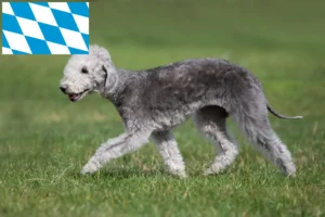 Read more about the article Bedlington Terrier crescători și căței în Bavaria