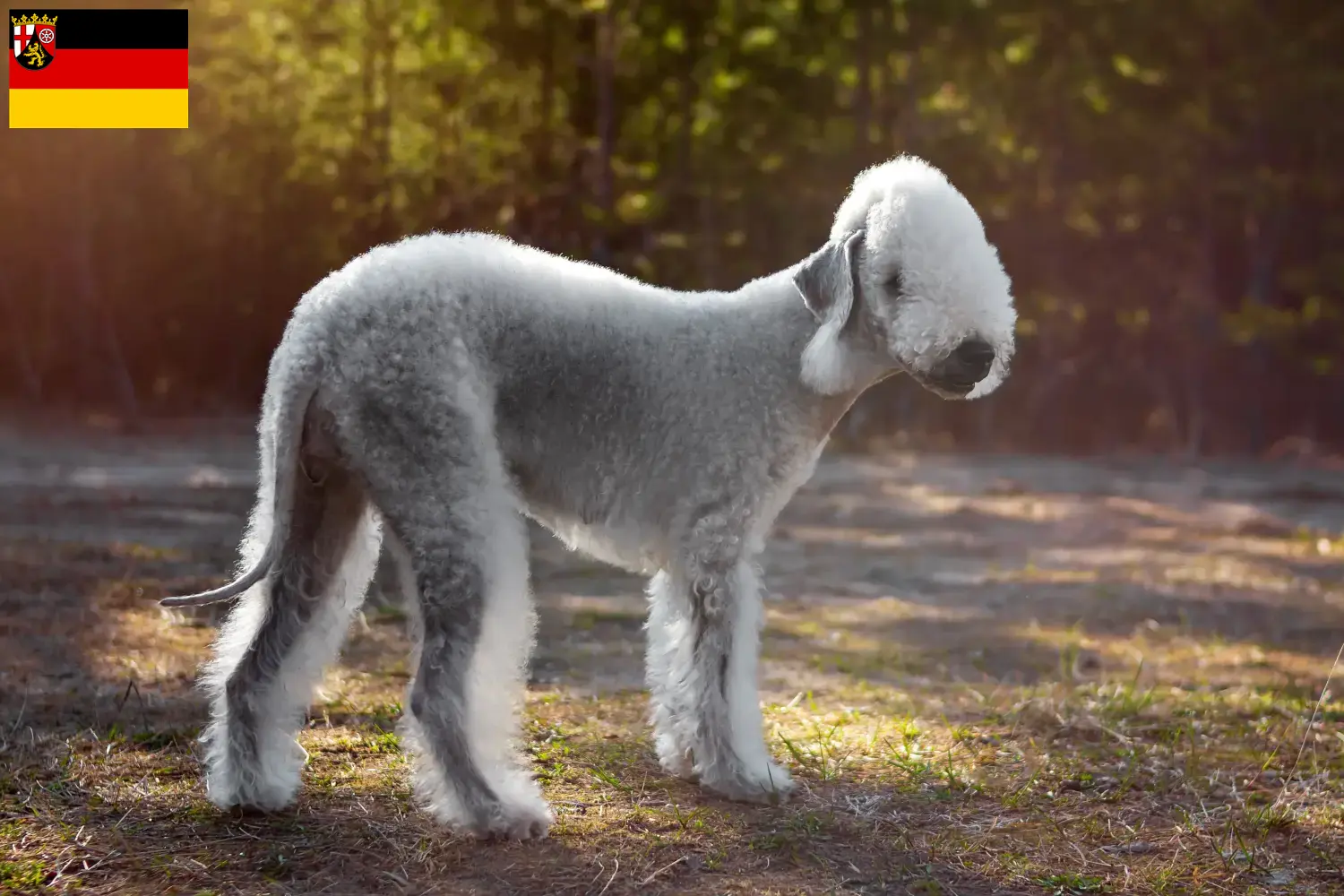 Read more about the article Bedlington Terrier crescători și căței în Renania-Palatinat