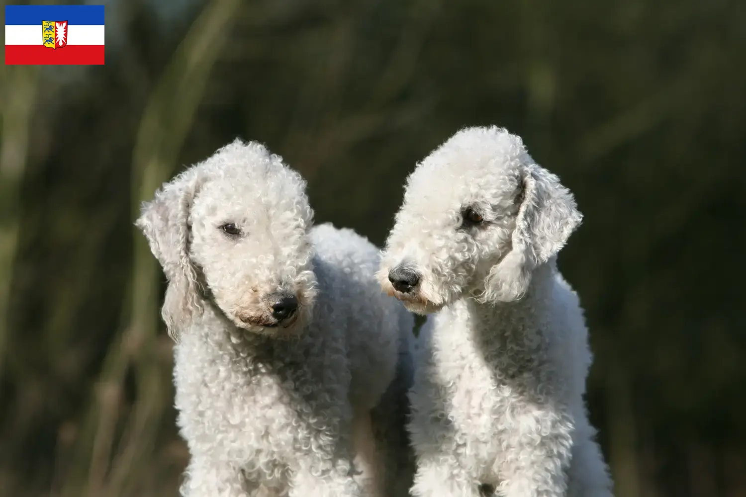 Read more about the article Bedlington Terrier crescători și căței în Schleswig-Holstein