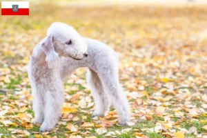 Read more about the article Bedlington Terrier crescători și căței în Thuringia