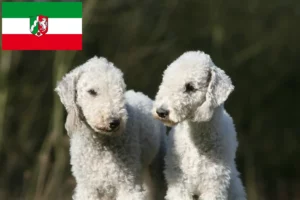 Read more about the article Bedlington Terrier crescători și căței în Renania de Nord-Westfalia