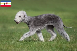 Read more about the article Bedlington Terrier crescători și căței în Mecklenburg-Vorpommern