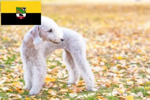 Read more about the article Bedlington Terrier crescători și căței în Saxonia-Anhalt