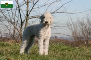 Read more about the article Bedlington Terrier crescători și căței în Saxonia