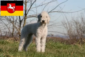 Read more about the article Bedlington Terrier crescători și căței în Saxonia Inferioară