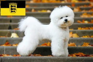 Read more about the article Bichon Frisé crescători și căței în Baden-Württemberg