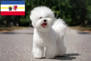 Read more about the article Bichon Frisé crescători și căței în Mecklenburg-Vorpommern