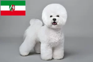 Read more about the article Bichon Frisé crescători și căței în Renania de Nord-Westfalia