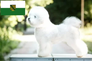 Read more about the article Bichon Frisé crescători și căței în Saxonia