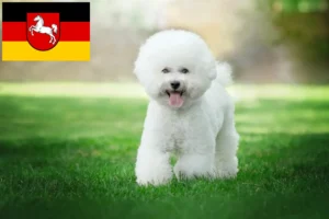 Read more about the article Bichon Frisé crescători și căței în Saxonia Inferioară