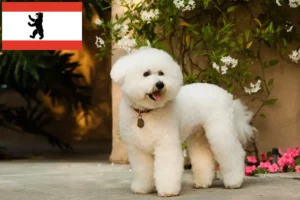 Read more about the article Bichon Frisé crescători și căței în Berlin