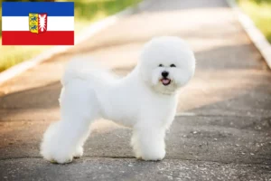 Read more about the article Bichon Frisé crescători și căței în Schleswig-Holstein