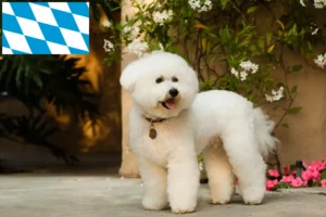 Read more about the article Bichon Frisé crescători și căței în Bavaria