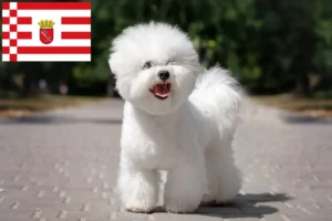 Read more about the article Bichon Frisé crescători și căței în Bremen