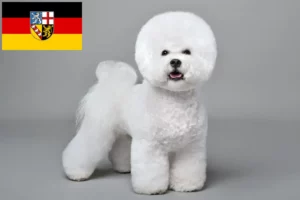 Read more about the article Bichon Frisé crescători și căței în Saarland