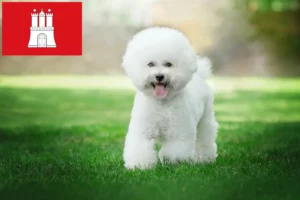 Read more about the article Bichon Frisé crescători și căței în Hamburg