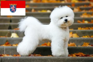 Read more about the article Bichon Frisé crescători și căței în Hessen