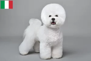 Read more about the article Bichon Frisé crescători și căței în Italia