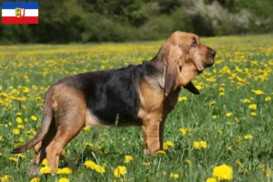 Read more about the article Bloodhound crescători și căței în Schleswig-Holstein