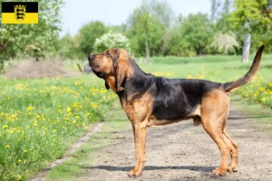 Read more about the article Bloodhound crescători și căței în Baden-Württemberg