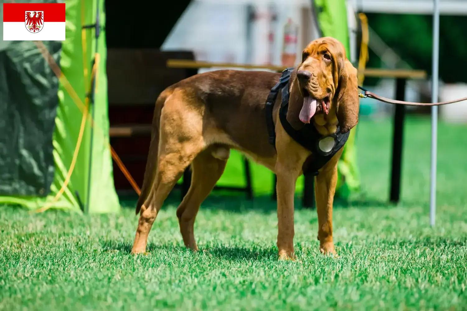 Read more about the article Bloodhound crescători și căței în Brandenburg