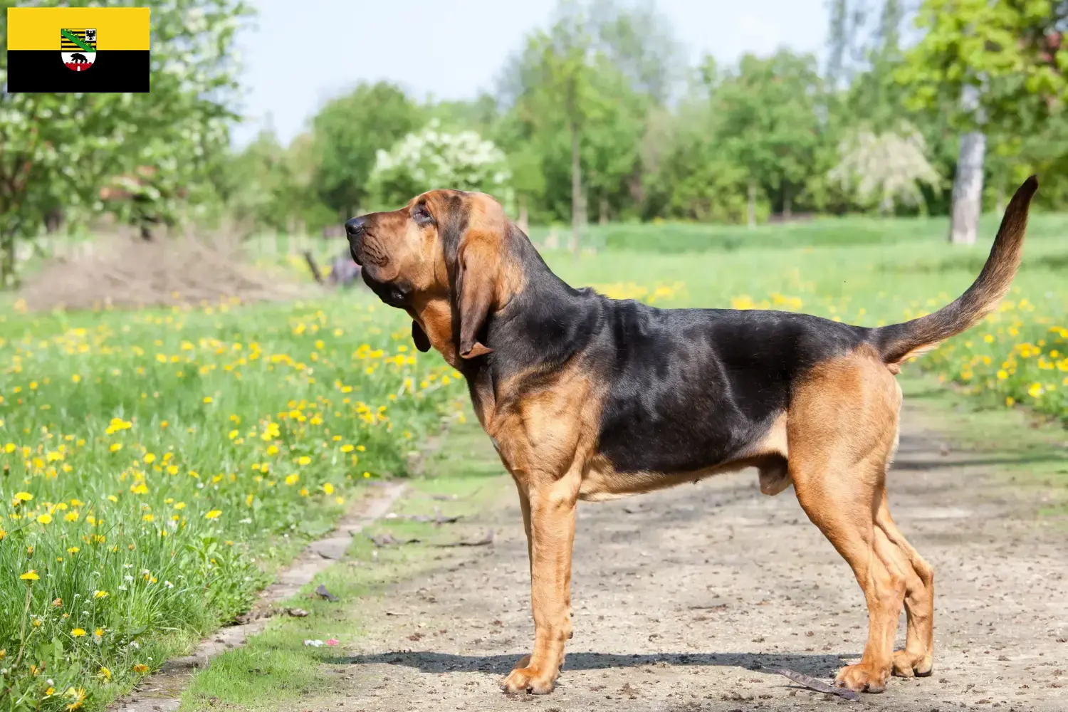 Read more about the article Bloodhound crescători și căței în Saxonia-Anhalt