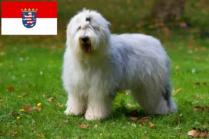 Read more about the article Bobtail crescători și căței în Hessen