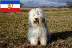 Read more about the article Bobtail crescători și căței în Schleswig-Holstein