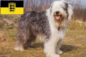 Read more about the article Bobtail crescători și căței în Baden-Württemberg